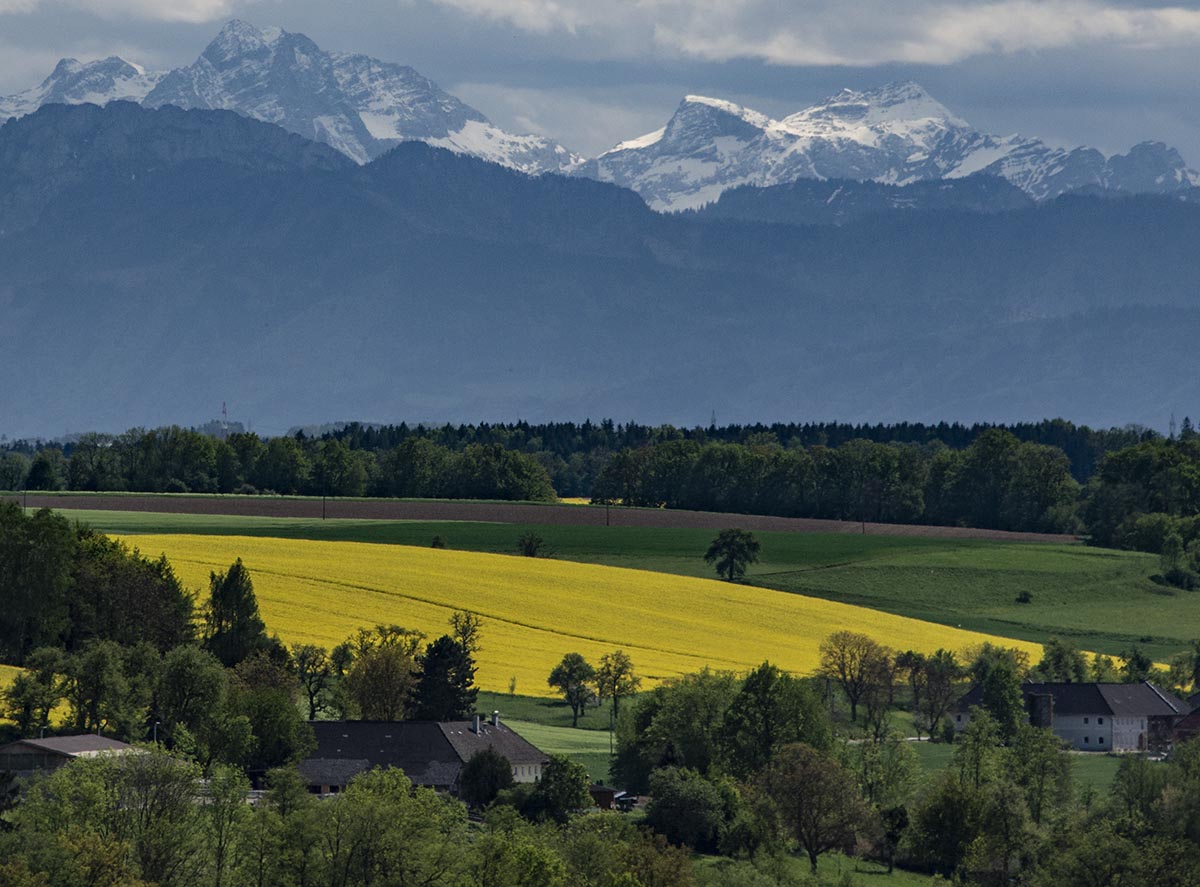 Rapsfeld